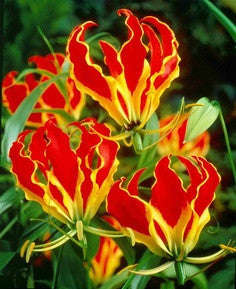 Gloriosa Superba Red - Flame Lily - Zimbabwean Bulb - 10 Seeds