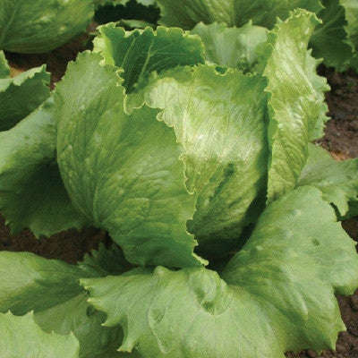 Saladin Iceberg / Crisphead Lettuce - Lactuca Sativa - 300 Seeds