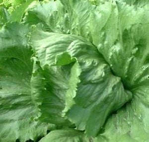 Saladin Iceberg / Crisphead Lettuce - Lactuca Sativa - 300 Seeds