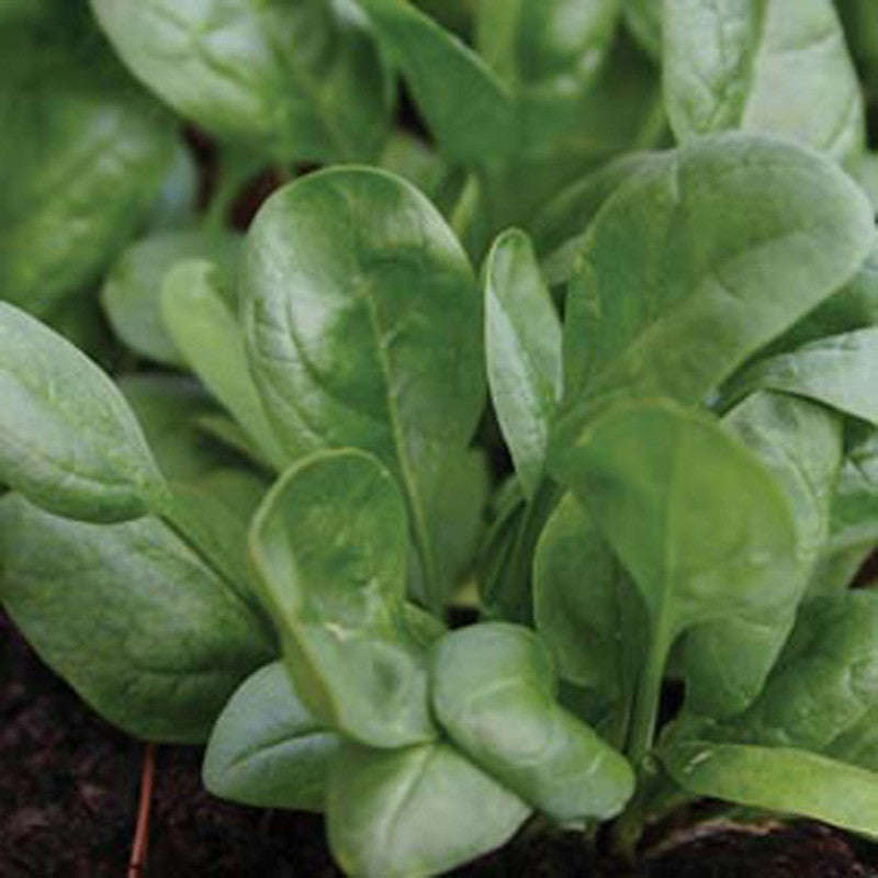 Lazio Baby Leaf Spinach - Hybrid - Spinacea Oleracea - 100 Seeds