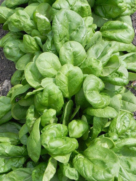 Lazio Baby Leaf Spinach - Hybrid - Spinacea Oleracea - 100 Seeds