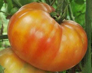 Big Rainbow Tomato - Lycopersicon Esculentum - Heirloom Vegetable - 10 Seeds
