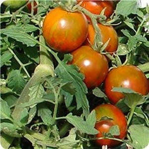 Rambling Red Stripe - Container Tomato - Trailing Vine - Lycopersicon Esculentum - 5 Seeds
