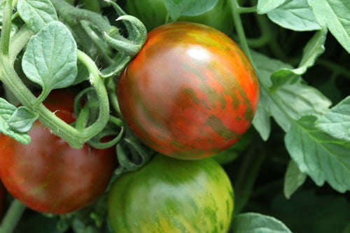 Rambling Red Stripe - Container Tomato - Trailing Vine - Lycopersicon Esculentum - 5 Seeds