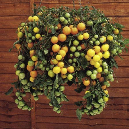 Tumbling Tom Yellow Tomato - Trailing Vine - Container - Lycopersicon Esculentum - 5 Seeds