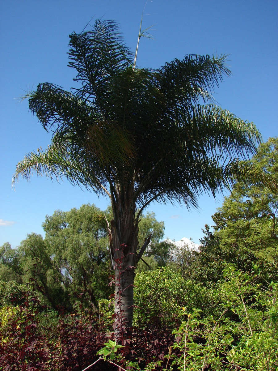 Coco Palm / Queen Palm - Syagrus Romanzofiana  - Exotic Palm - 10 Seeds
