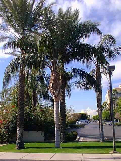 Coco Palm / Queen Palm - Syagrus Romanzofiana  - Exotic Palm - 10 Seeds