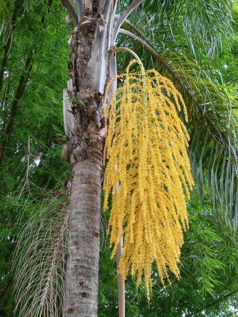 Coco Palm / Queen Palm - Syagrus Romanzofiana  - Exotic Palm - 10 Seeds