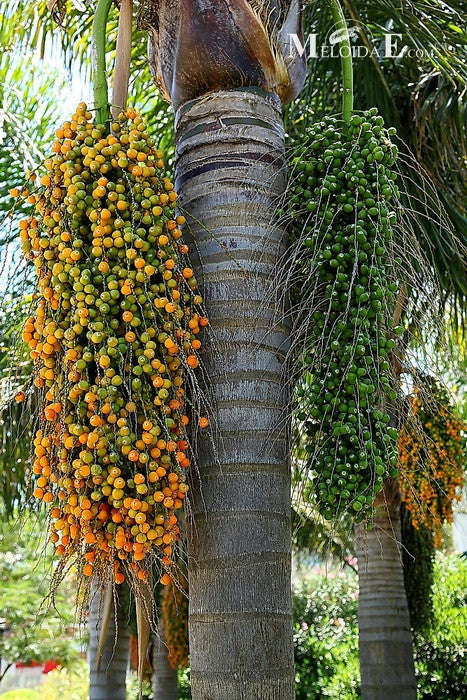 Coco Palm / Queen Palm - Syagrus Romanzofiana  - Exotic Palm - 10 Seeds