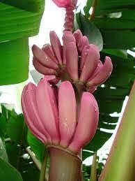 Musa Ornata - Flowering Banana - Ornamental Fruit - 5 Seeds