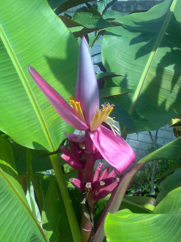 Musa Ornata - Flowering Banana - Ornamental Fruit - 5 Seeds
