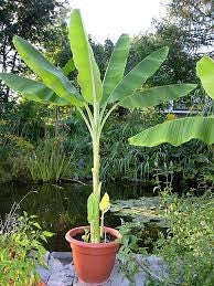 Musa Ornata - Flowering Banana - Ornamental Fruit - 5 Seeds