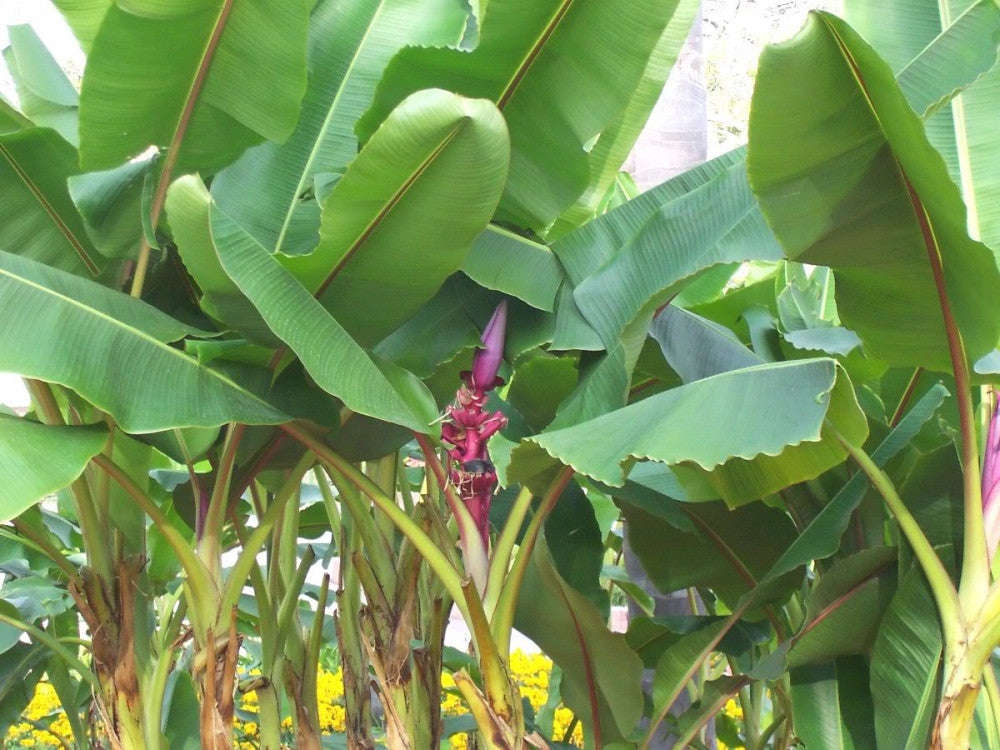 Musa Ornata - Flowering Banana - Ornamental Fruit - 5 Seeds