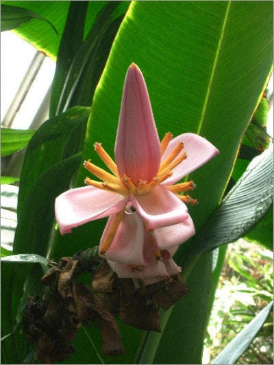 Musa Ornata - Flowering Banana - Ornamental Fruit - 5 Seeds