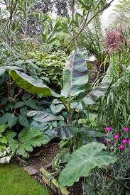 Musa Sikkimensis Red Tiger - Red Tiger Darjeeling Banana - Ornamental Fruit - 5 Seeds
