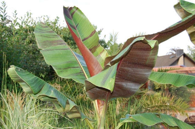 Musa Sikkimensis Red Tiger - Red Tiger Darjeeling Banana - Ornamental Fruit - 5 Seeds