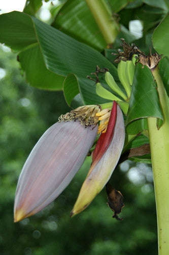 Musa Sikkimensis Red Tiger - Red Tiger Darjeeling Banana - Ornamental Fruit - 5 Seeds