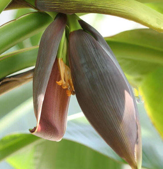 Musa Sikkimensis Red Tiger - Red Tiger Darjeeling Banana - Ornamental Fruit - 5 Seeds