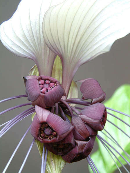 White Bat Flower - Tacca Integrifolia - Exotic Chinese Bulb Seeds - White Devil Flower ... - 5 Seeds