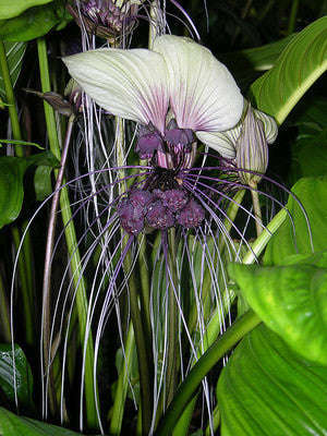 White Bat Flower - Tacca Integrifolia - Exotic Chinese Bulb Seeds - White Devil Flower ... - 5 Seeds