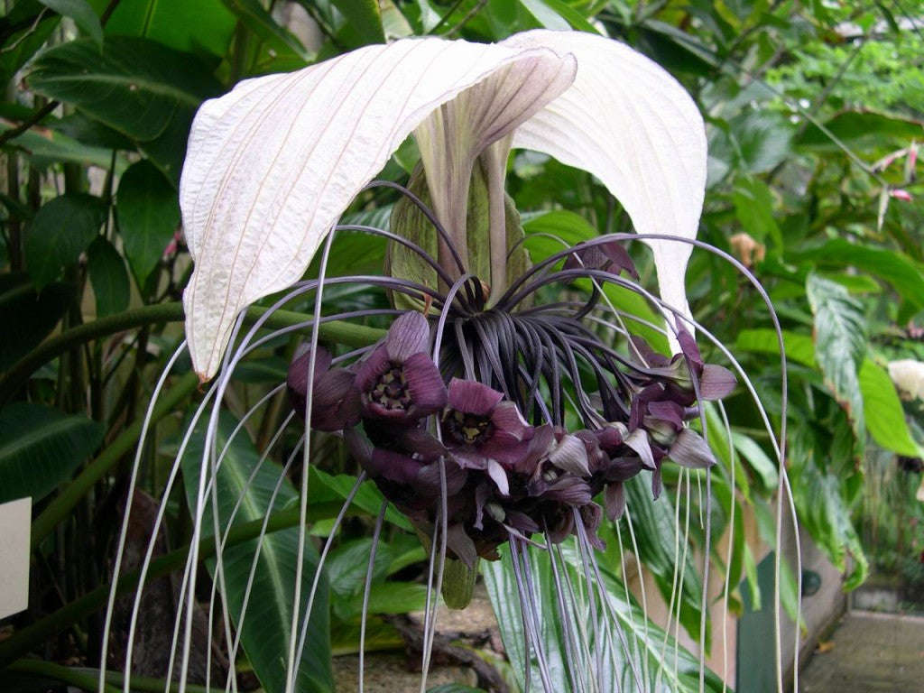 White Bat Flower - Tacca Integrifolia - Exotic Chinese Bulb Seeds - White Devil Flower ... - 5 Seeds