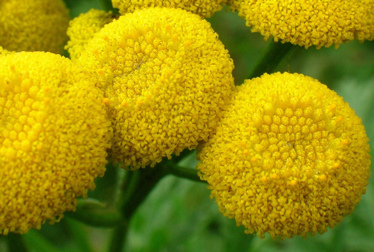 Tansy - Tanacetum Vulgare - Herb - 500 Seeds