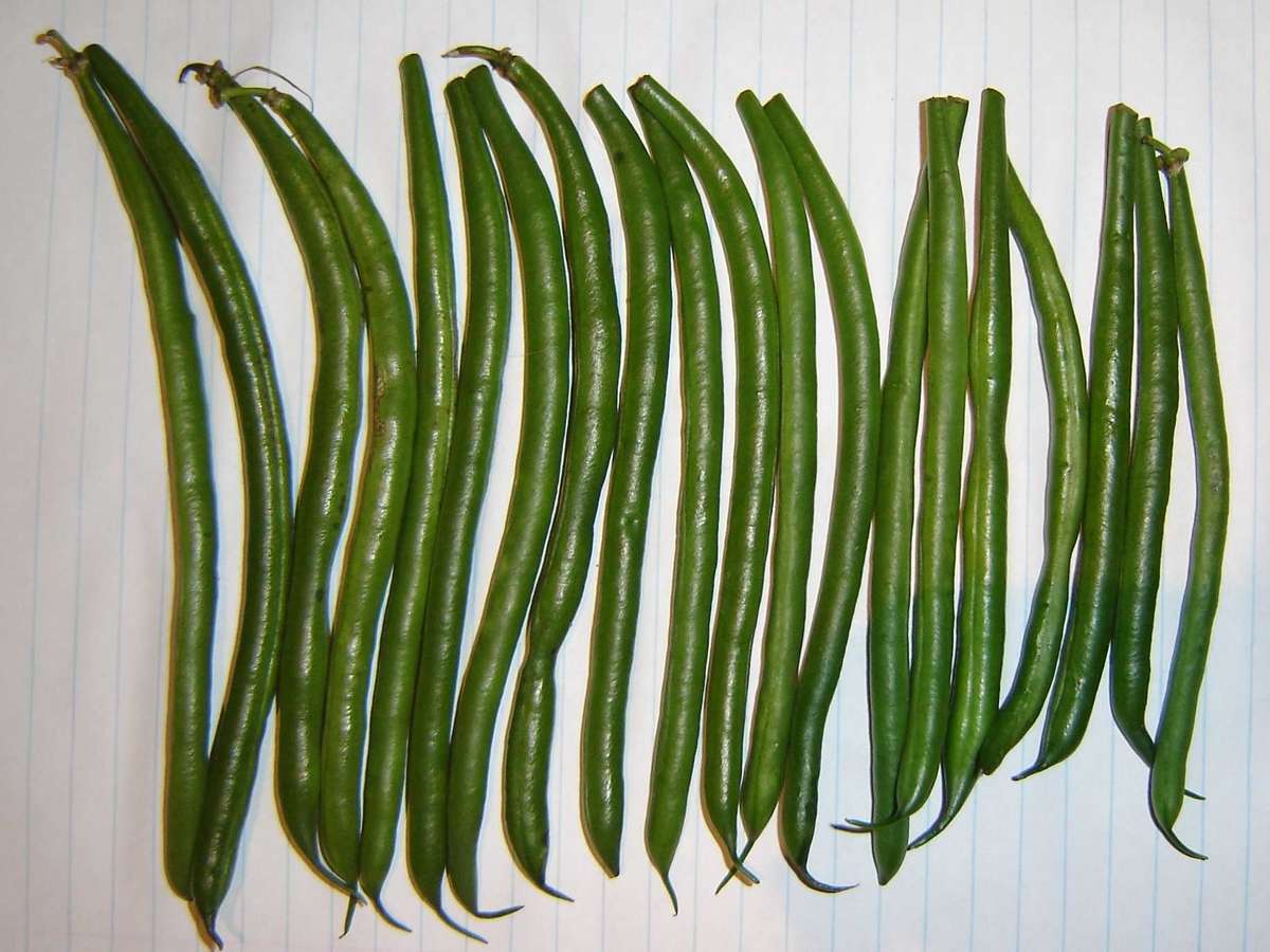 Bush Beans "Makatini" - Phaseolus Vulgaris - 20 Seeds