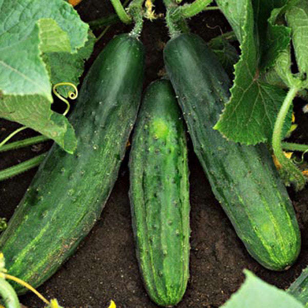 Patio Snacker Cucumber - Cucumis Sativus - 5 Seeds