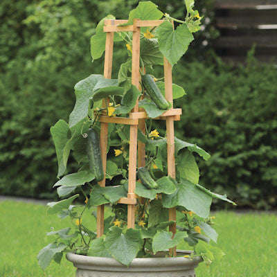 Patio Snacker Cucumber - Cucumis Sativus - 5 Seeds