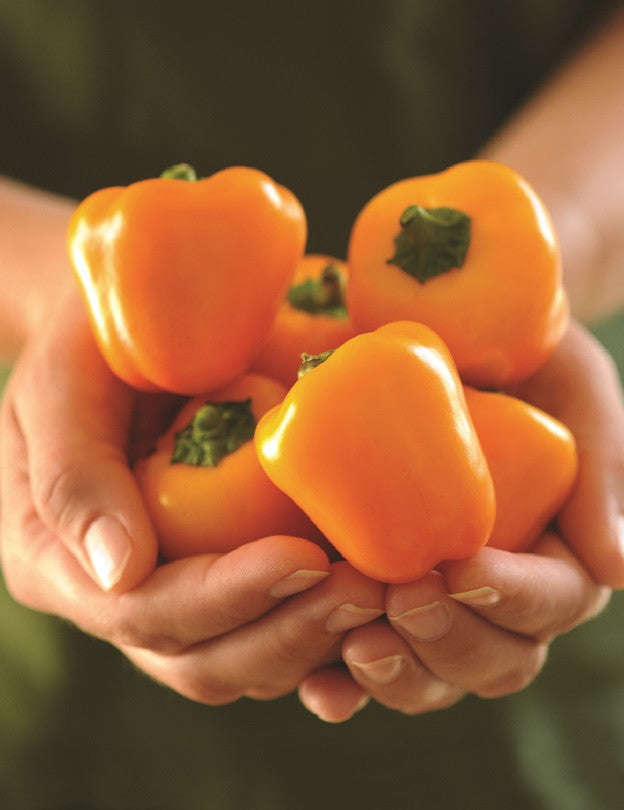 Cute Stuff Gold Mini Bell Pepper - Capsicum Annuum - 5 Seeds - The Patio Vegetable Collection