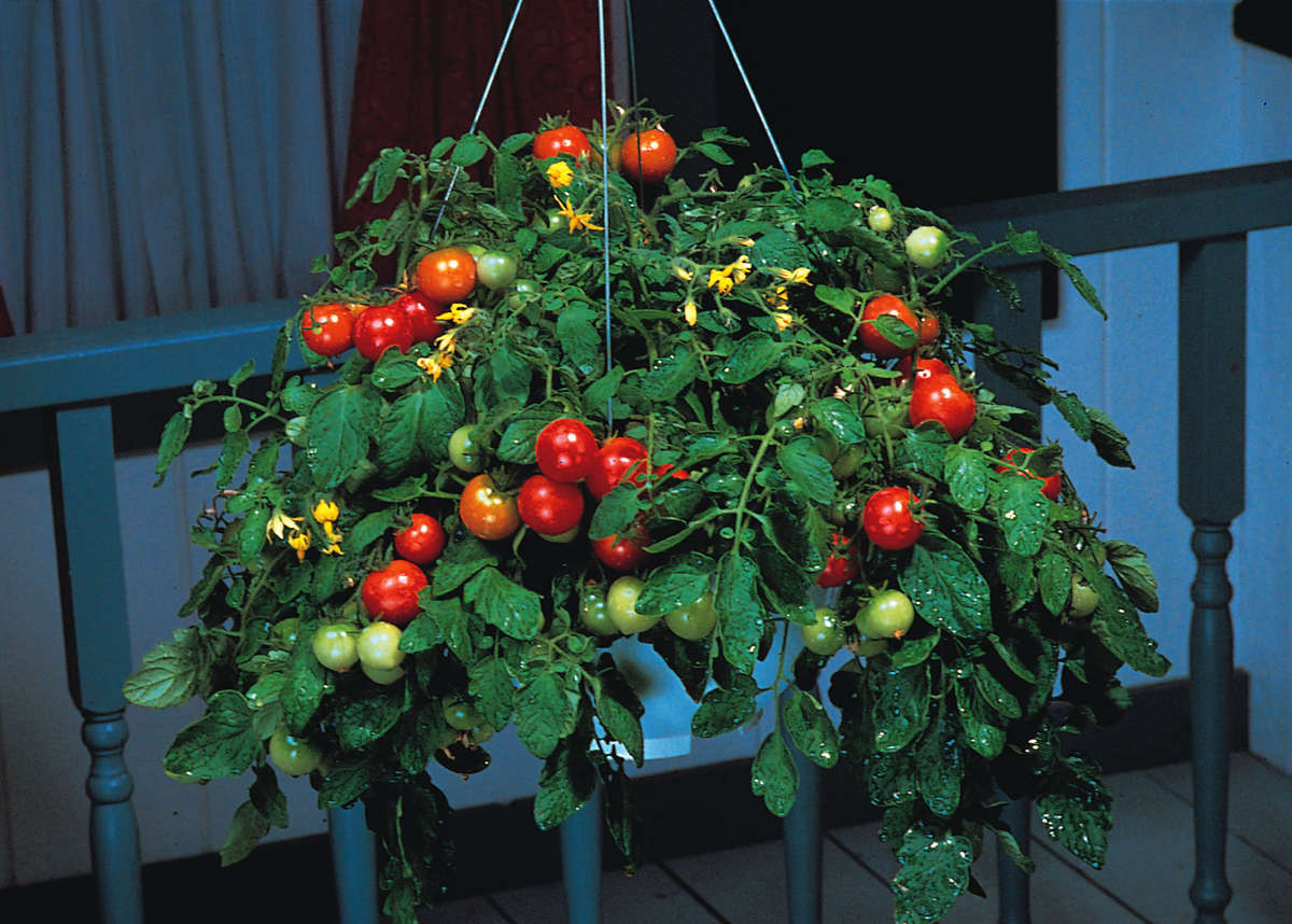 Tumbler Tomato - Container Hanging Basket Trailing Tomato - Lycopersicon Esculentum - 5 Seeds