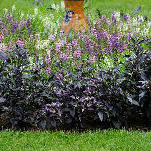 Purple Flash Chilli Pepper - Ornamental - Capsicum Annuum - 5 Seeds