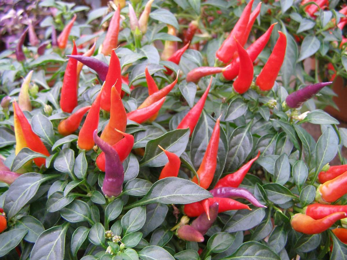 Sangria Chilli Pepper - Ornamental - Capsicum Annuum - 5 Seeds
