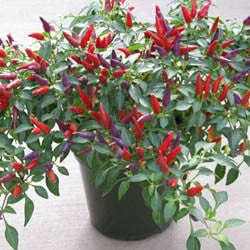 Sangria Chilli Pepper - Ornamental - Capsicum Annuum - 5 Seeds