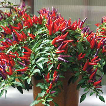 Sangria Chilli Pepper - Ornamental - Capsicum Annuum - 5 Seeds