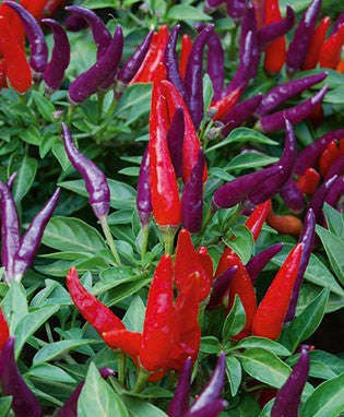 Sangria Chilli Pepper - Ornamental - Capsicum Annuum - 5 Seeds