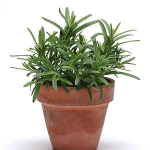 Rosemary - Herb - Rosmarinus officinalis - 5 Seed Pellets - Simply Herbs - Multi Seed Pellets - T...