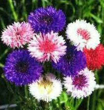 Cornflower Polka Dot Mix - Bulk Flower Seeds - 20 grams
