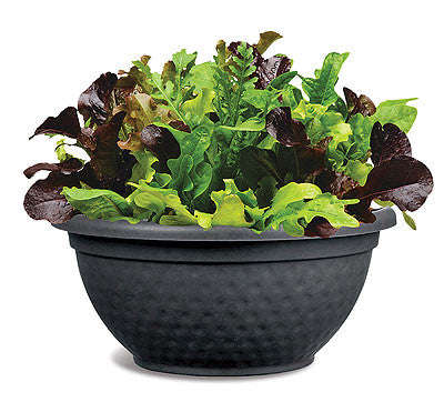 City Garden Salad Leaf Mix - Vegetable - 5 Seed Pellets - Simply Salad - Multi Seed Pellets - The...
