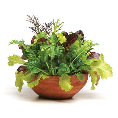 Global Gourmet Salad Leaf Mix - Vegetable - 5 Seed Pellets - Simply Salad - Multi Seed Pellets - ...