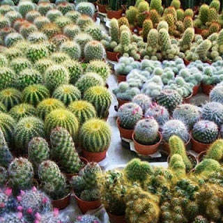 Mixed Cactus Seeds - Cactaceae - Exotic Cacti - 100 Mixed Cacti Seeds