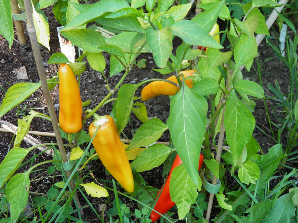 Hungarian Sweet Wax Pepper - Capsicum Annuum - Sweet Pepper Vegetable - 30 Seeds