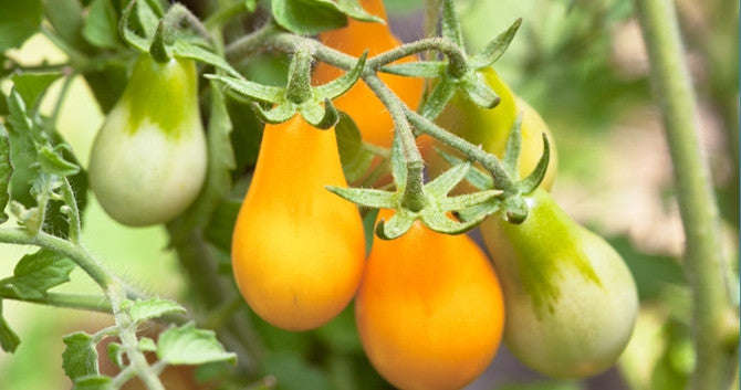 Peardrops Trailing Vine - Container Tomato - Lycopersicon Esculentum - 5 Seeds