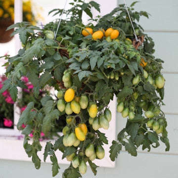 Peardrops Trailing Vine - Container Tomato - Lycopersicon Esculentum - 5 Seeds