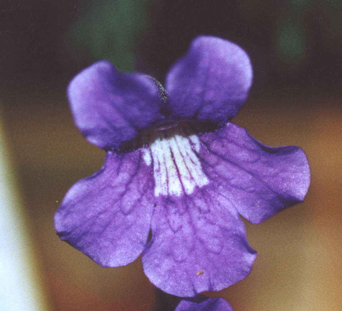 Pinguicula grandiflora - Large Flowered Butterwort - Exotic Carnivorous Plant - 5 Seeds