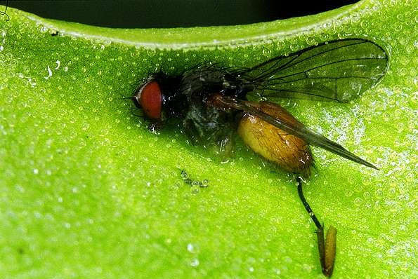 Pinguicula grandiflora - Large Flowered Butterwort - Exotic Carnivorous Plant - 5 Seeds