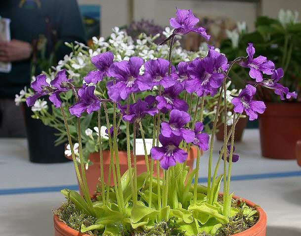 Pinguicula grandiflora - Large Flowered Butterwort - Exotic Carnivorous Plant - 5 Seeds