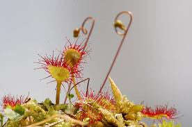 Drosera rotundifolia - Carnivorous Round Leaved Sundew Plant - 5 Seeds