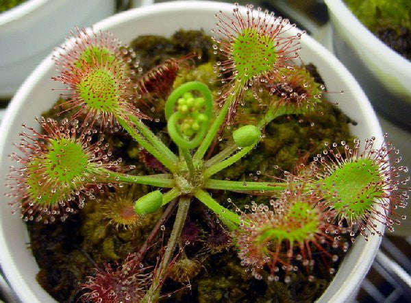 Drosera rotundifolia - Carnivorous Round Leaved Sundew Plant - 5 Seeds