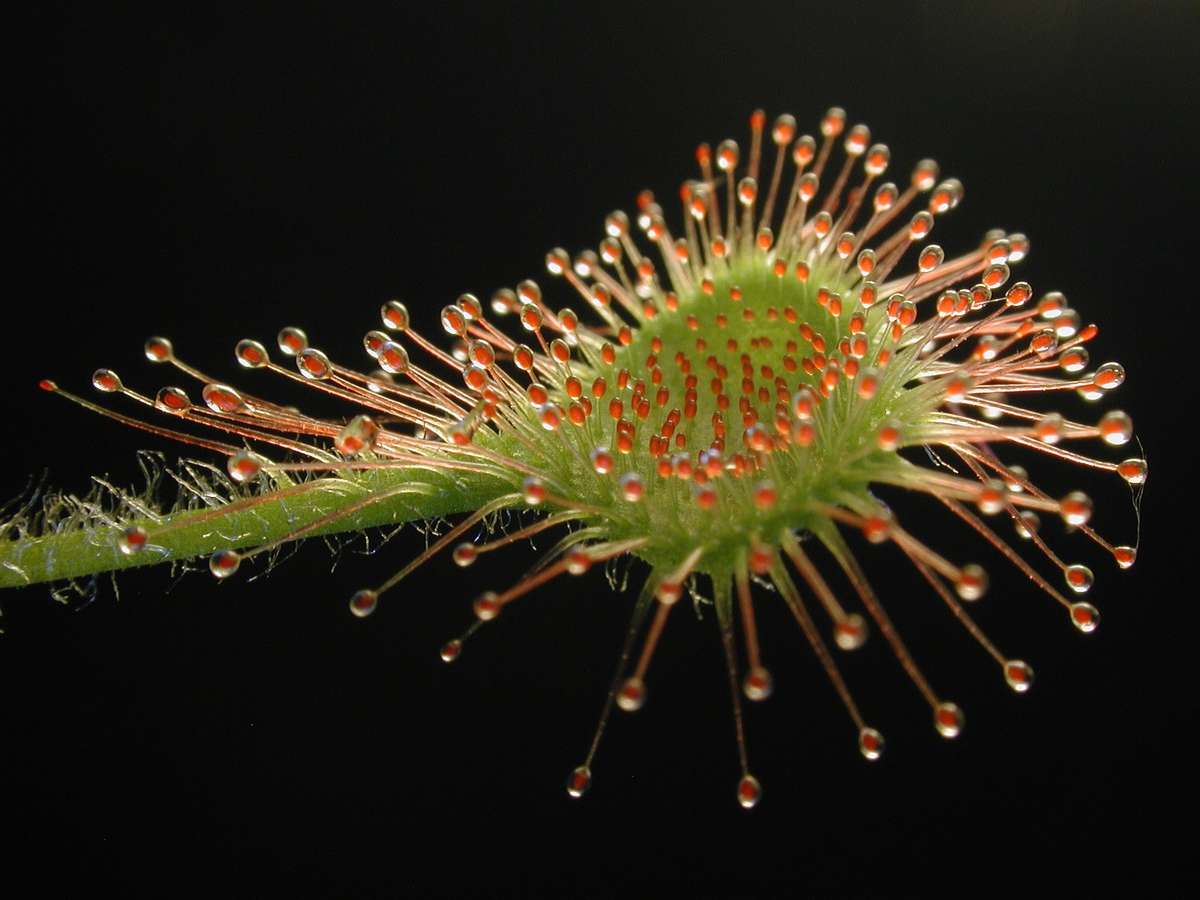 Drosera rotundifolia - Carnivorous Round Leaved Sundew Plant - 5 Seeds